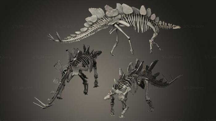 Анатомия скелеты и черепа (Стегозавр скелет, ANTM_0051) 3D модель для ЧПУ станка
